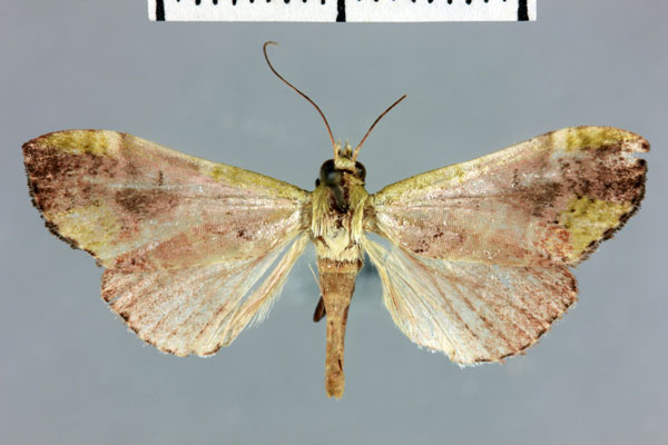 /filer/webapps/moths/media/images/A/anosibalis_Megarthria_AT_MNHN.jpg