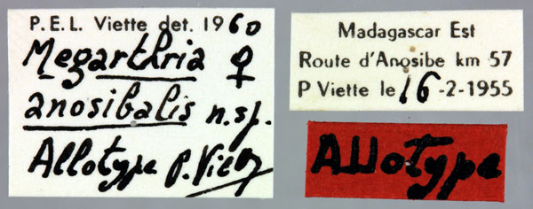 /filer/webapps/moths/media/images/A/anosibalis_Megarthria_AT_MNHNl.jpg