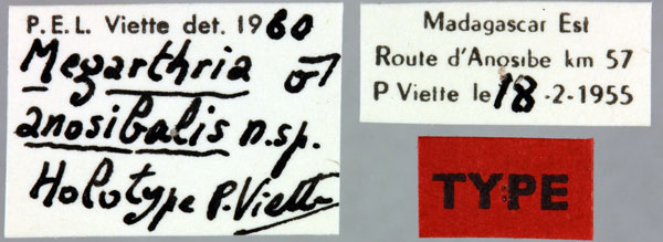 /filer/webapps/moths/media/images/A/anosibalis_Megarthria_HT_MNHNl.jpg