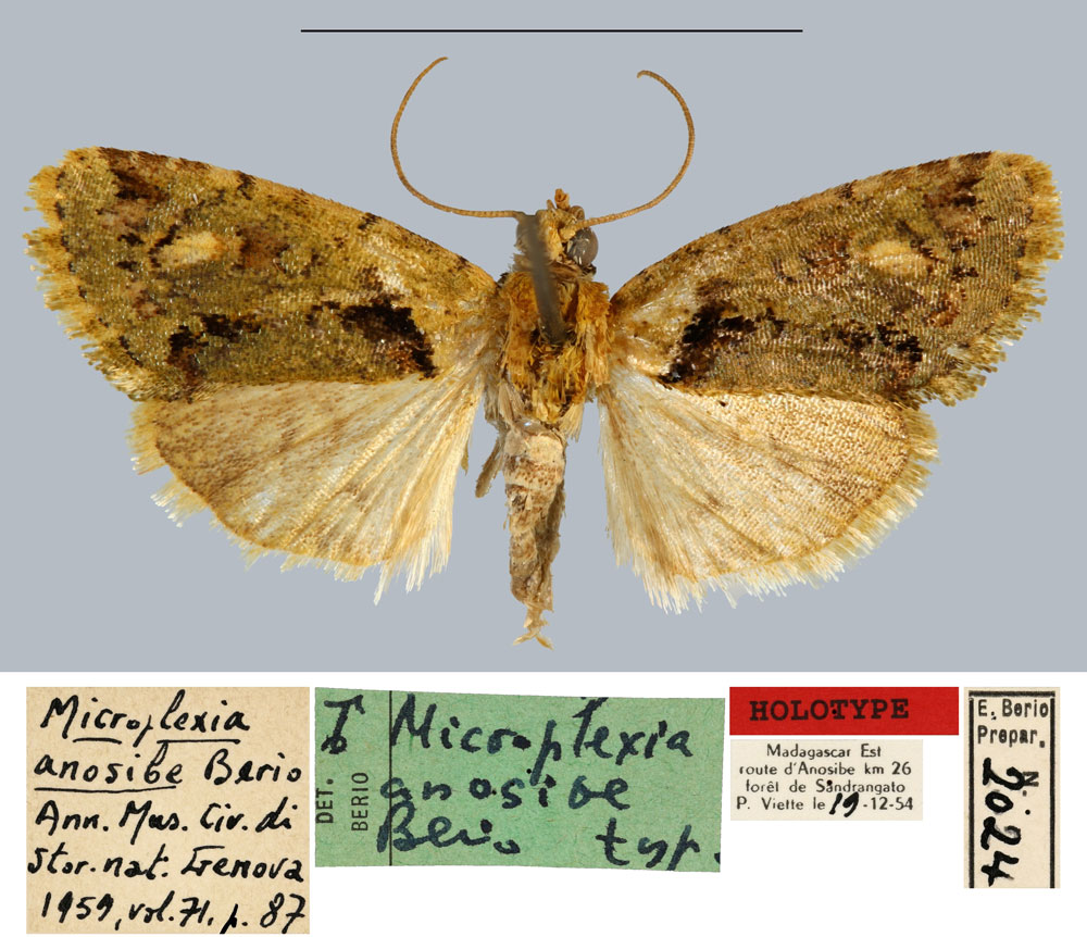 /filer/webapps/moths/media/images/A/anosibe_Microplexia_HT_MNHN.jpg