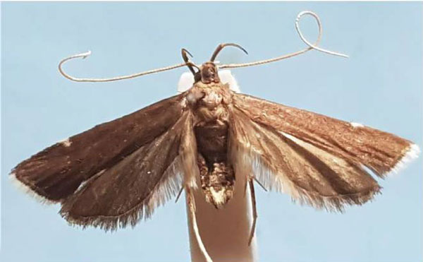 /filer/webapps/moths/media/images/A/anosibensis_Torodora_HT_MNHN.jpg
