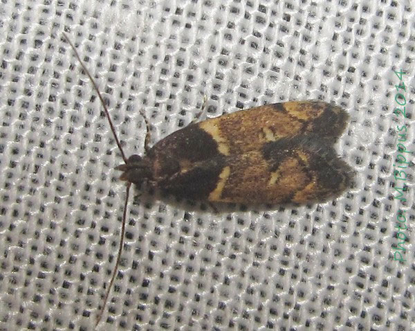 /filer/webapps/moths/media/images/A/ansarti_Ancylometis_A_Bippu.jpg