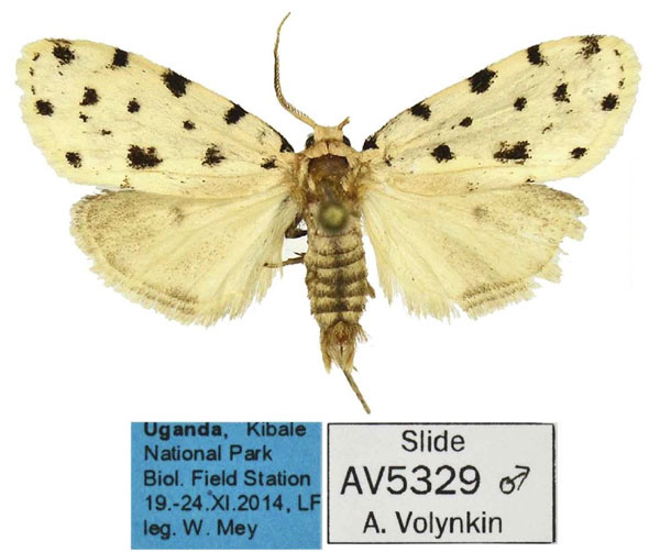 /filer/webapps/moths/media/images/A/anserina_Siccia_AM_MfN.jpg