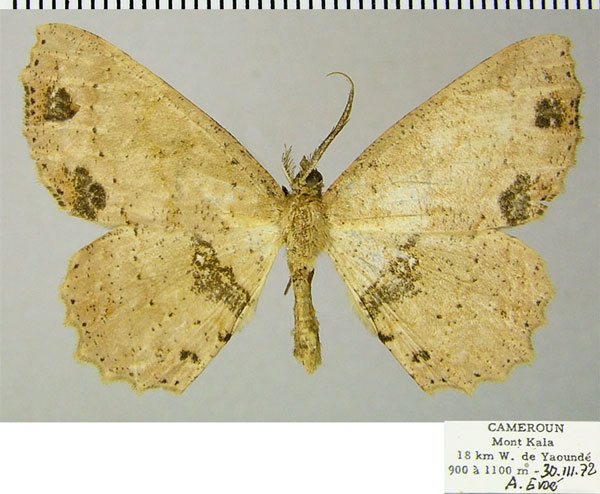 /filer/webapps/moths/media/images/A/ansorgeata_Geolyces_AM_ZSMa.jpg