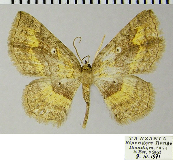 /filer/webapps/moths/media/images/A/ansorgei_Asthenotricha_AF_ZSMa.jpg