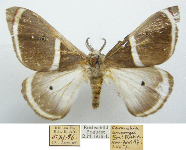 /filer/webapps/moths/media/images/A/ansorgei_Ceranchia_HT_NHMUKa.jpg