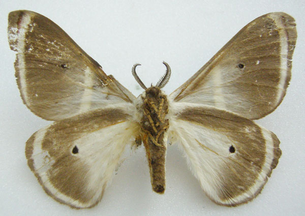 /filer/webapps/moths/media/images/A/ansorgei_Ceranchia_HT_NHMUKb.jpg