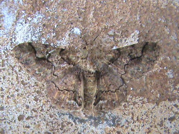 /filer/webapps/moths/media/images/A/ansorgei_Colocleora_A_Guyonnet_01.jpg