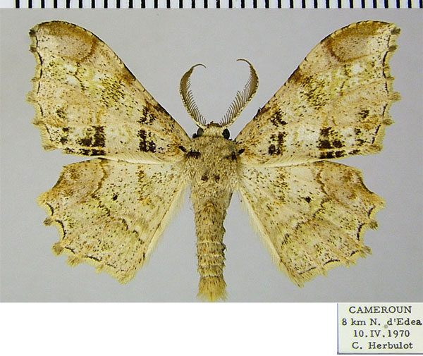 /filer/webapps/moths/media/images/A/ansorgei_Dasymacaria_AM_ZSMa.jpg