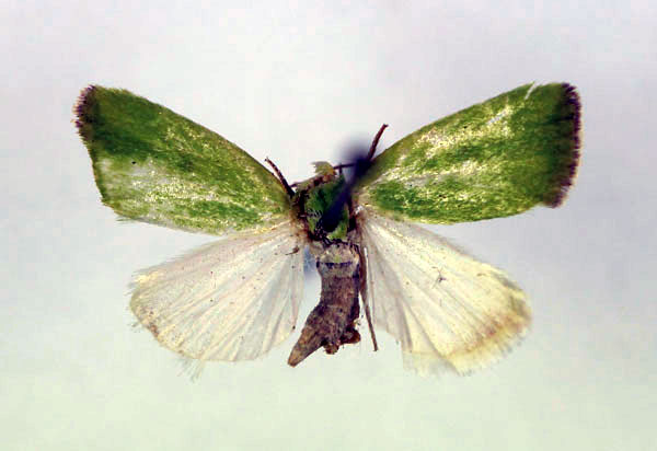 /filer/webapps/moths/media/images/A/ansorgei_Earias_A_RMCA.jpg
