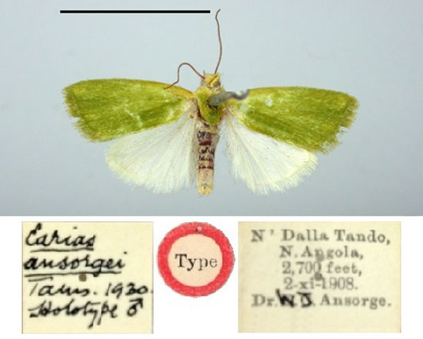 /filer/webapps/moths/media/images/A/ansorgei_Earias_HT_BMNH.jpg