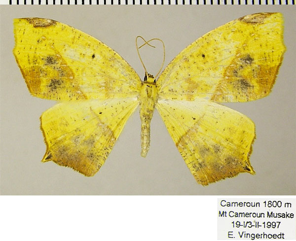 /filer/webapps/moths/media/images/A/ansorgei_Epigynopteryx_AF_ZSM_01.jpg