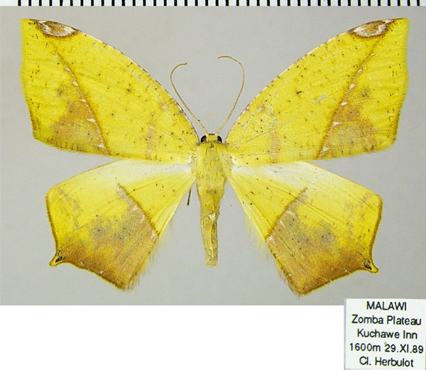 /filer/webapps/moths/media/images/A/ansorgei_Epigynopteryx_AF_ZSM_02.jpg