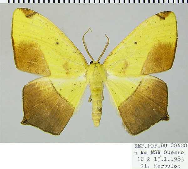 /filer/webapps/moths/media/images/A/ansorgei_Epigynopteryx_AM_ZSM.jpg