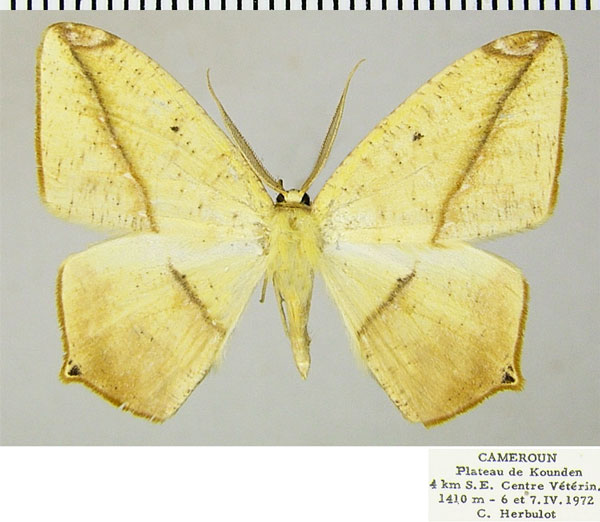 /filer/webapps/moths/media/images/A/ansorgei_Epigynopteryx_AM_ZSMa.jpg