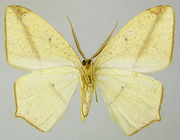 /filer/webapps/moths/media/images/A/ansorgei_Epigynopteryx_AM_ZSMb.jpg