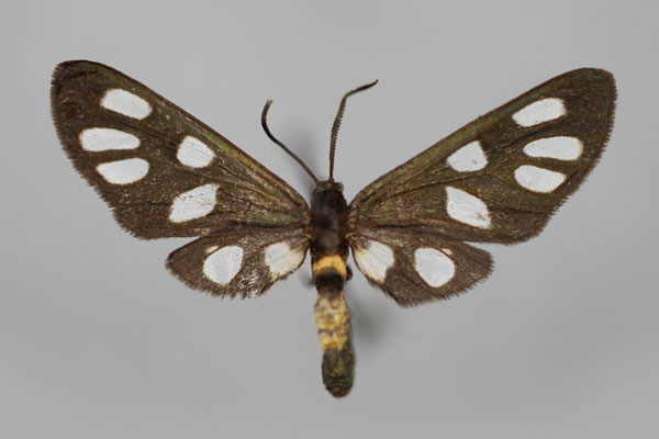 /filer/webapps/moths/media/images/A/ansorgei_Epitoxis_HT_BMNH.jpg