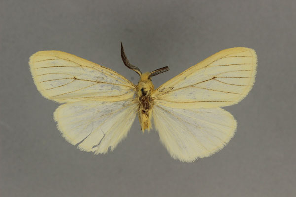 /filer/webapps/moths/media/images/A/ansorgei_Estigmene_ST_BMNH.jpg