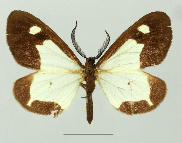 /filer/webapps/moths/media/images/A/ansorgei_Geodena_AM_Basquina.jpg