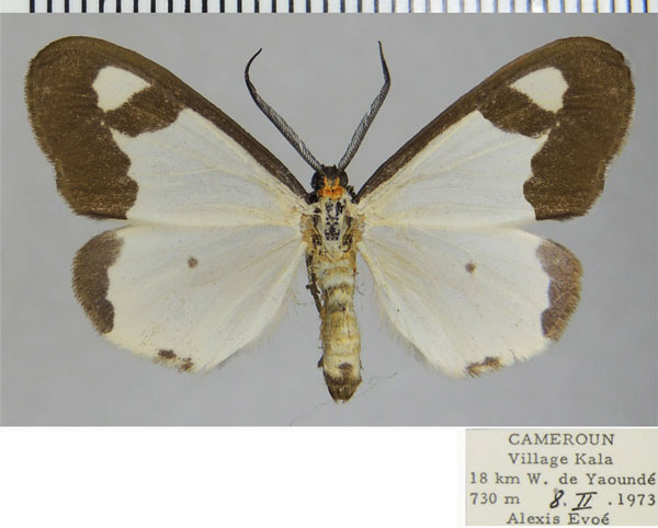 /filer/webapps/moths/media/images/A/ansorgei_Geodena_AM_ZSMa.jpg