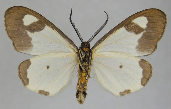 /filer/webapps/moths/media/images/A/ansorgei_Geodena_AM_ZSMb.jpg
