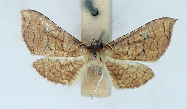 /filer/webapps/moths/media/images/A/ansorgei_Kalenga_AM_TMSA_02.jpg