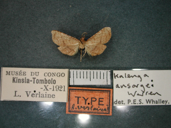 /filer/webapps/moths/media/images/A/ansorgei_Kalenga_A_RMCA_01.jpg