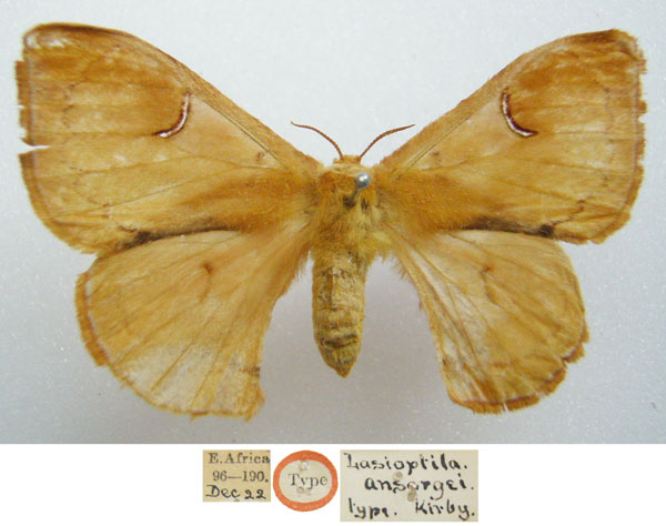 /filer/webapps/moths/media/images/A/ansorgei_Lasioptila_HT_NHMUKa.jpg