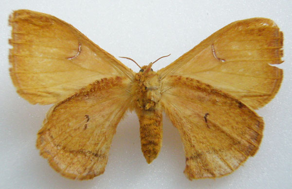 /filer/webapps/moths/media/images/A/ansorgei_Lasioptila_HT_NHMUKb.jpg