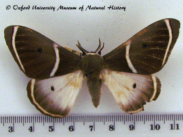 /filer/webapps/moths/media/images/A/ansorgei_Leucopteryx_AF_OUMNH_02.jpg
