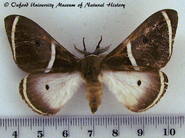 /filer/webapps/moths/media/images/A/ansorgei_Leucopteryx_AM_OUMNH_01.jpg