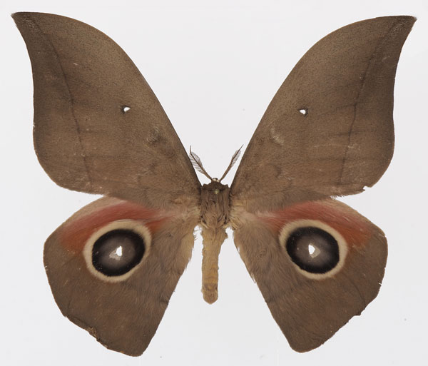 /filer/webapps/moths/media/images/A/ansorgei_Lobobunaea_AM_Basquina.jpg