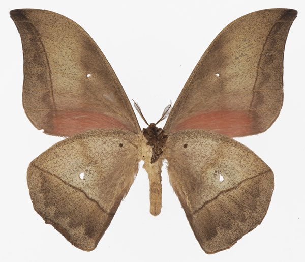/filer/webapps/moths/media/images/A/ansorgei_Lobobunaea_AM_Basquinb.jpg