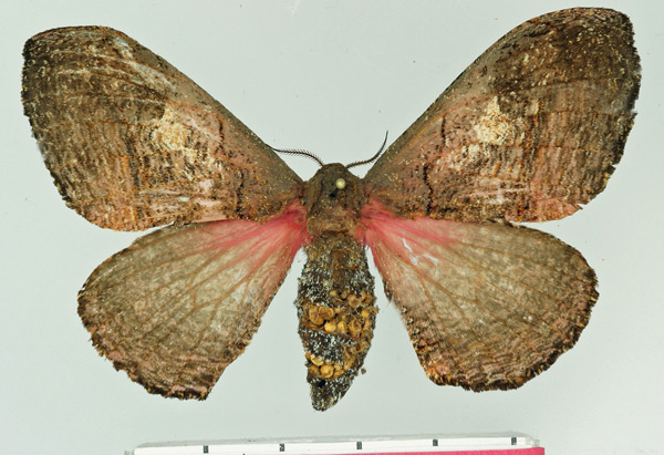 /filer/webapps/moths/media/images/A/ansorgei_Micragone_AF_Basquin.jpg