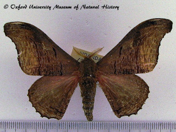 /filer/webapps/moths/media/images/A/ansorgei_Micragone_AM_OUMNH_01_svamnvQ.jpg