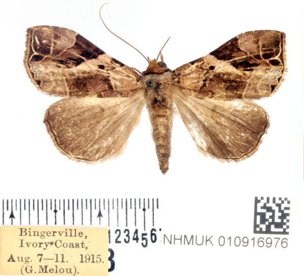 /filer/webapps/moths/media/images/A/ansorgei_Oglasa_AM_BMNH.jpg