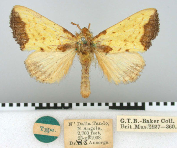 /filer/webapps/moths/media/images/A/ansorgei_Paralophata_HT_BMNH.jpg