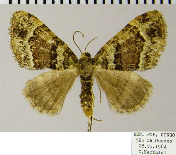 /filer/webapps/moths/media/images/A/ansorgei_Piercia_AF_ZSM.jpg