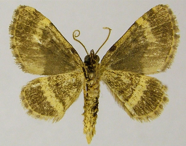 /filer/webapps/moths/media/images/A/ansorgei_Piercia_AM_ZSMb.jpg