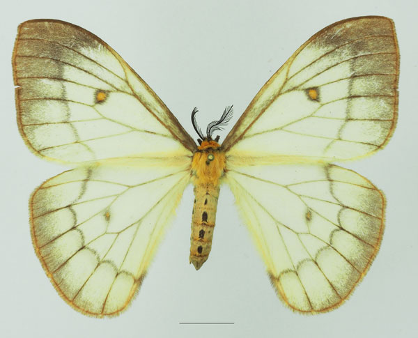 /filer/webapps/moths/media/images/A/ansorgei_Pseudaphelia_AF_Basquin_01a.jpg