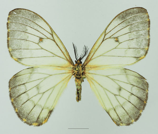 /filer/webapps/moths/media/images/A/ansorgei_Pseudaphelia_AF_Basquin_02a.jpg
