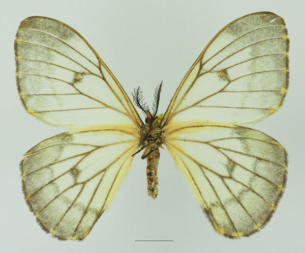 /filer/webapps/moths/media/images/A/ansorgei_Pseudaphelia_AF_Basquin_02b.jpg