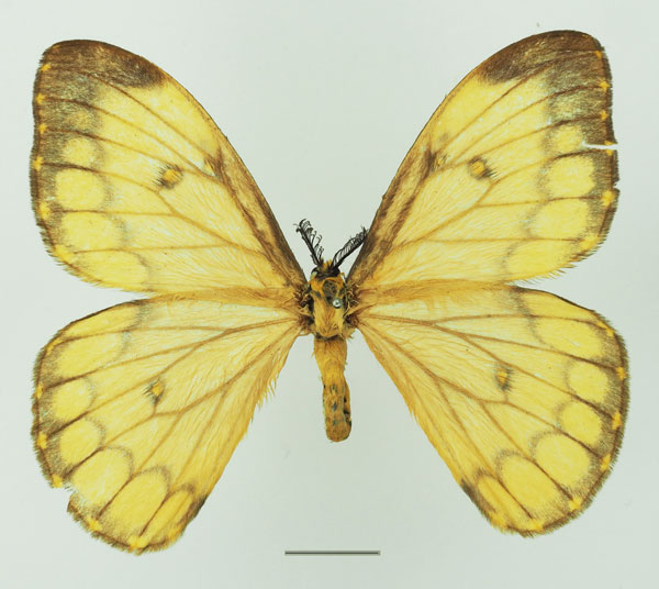 /filer/webapps/moths/media/images/A/ansorgei_Pseudaphelia_AF_Basquina.jpg