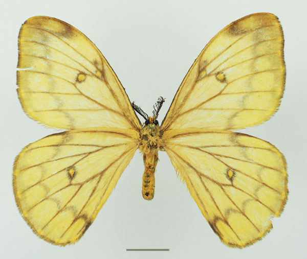/filer/webapps/moths/media/images/A/ansorgei_Pseudaphelia_AF_Basquinb.jpg