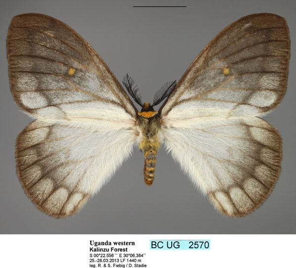 /filer/webapps/moths/media/images/A/ansorgei_Pseudaphelia_AF_Fiebig.jpg
