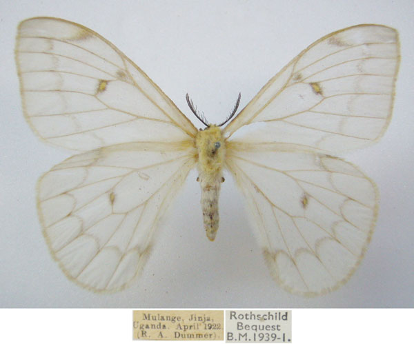 /filer/webapps/moths/media/images/A/ansorgei_Pseudaphelia_AF_NHMUKa.jpg