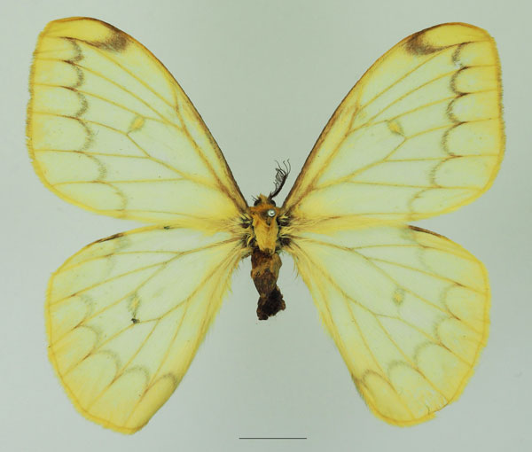 /filer/webapps/moths/media/images/A/ansorgei_Pseudaphelia_AM_Basquin_01a.jpg