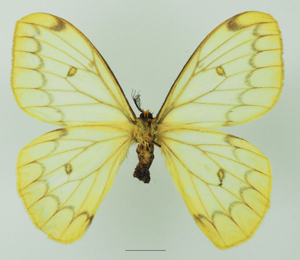 /filer/webapps/moths/media/images/A/ansorgei_Pseudaphelia_AM_Basquin_01b.jpg