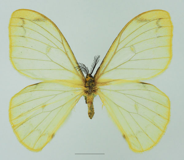 /filer/webapps/moths/media/images/A/ansorgei_Pseudaphelia_AM_Basquin_02a.jpg