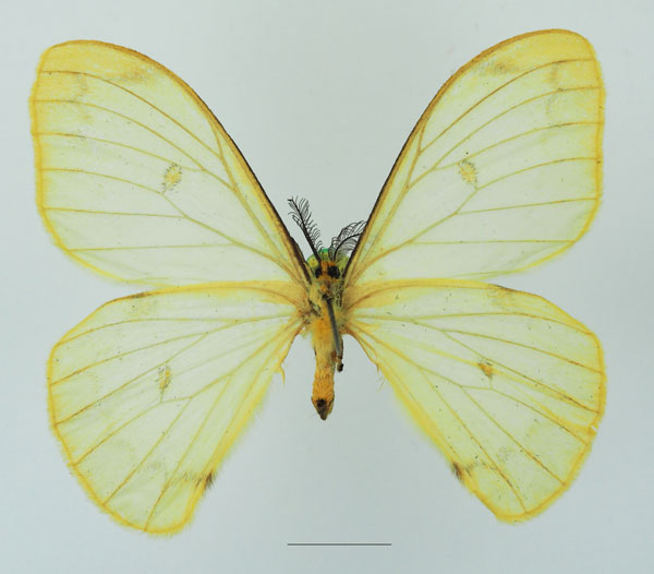 /filer/webapps/moths/media/images/A/ansorgei_Pseudaphelia_AM_Basquin_02b.jpg